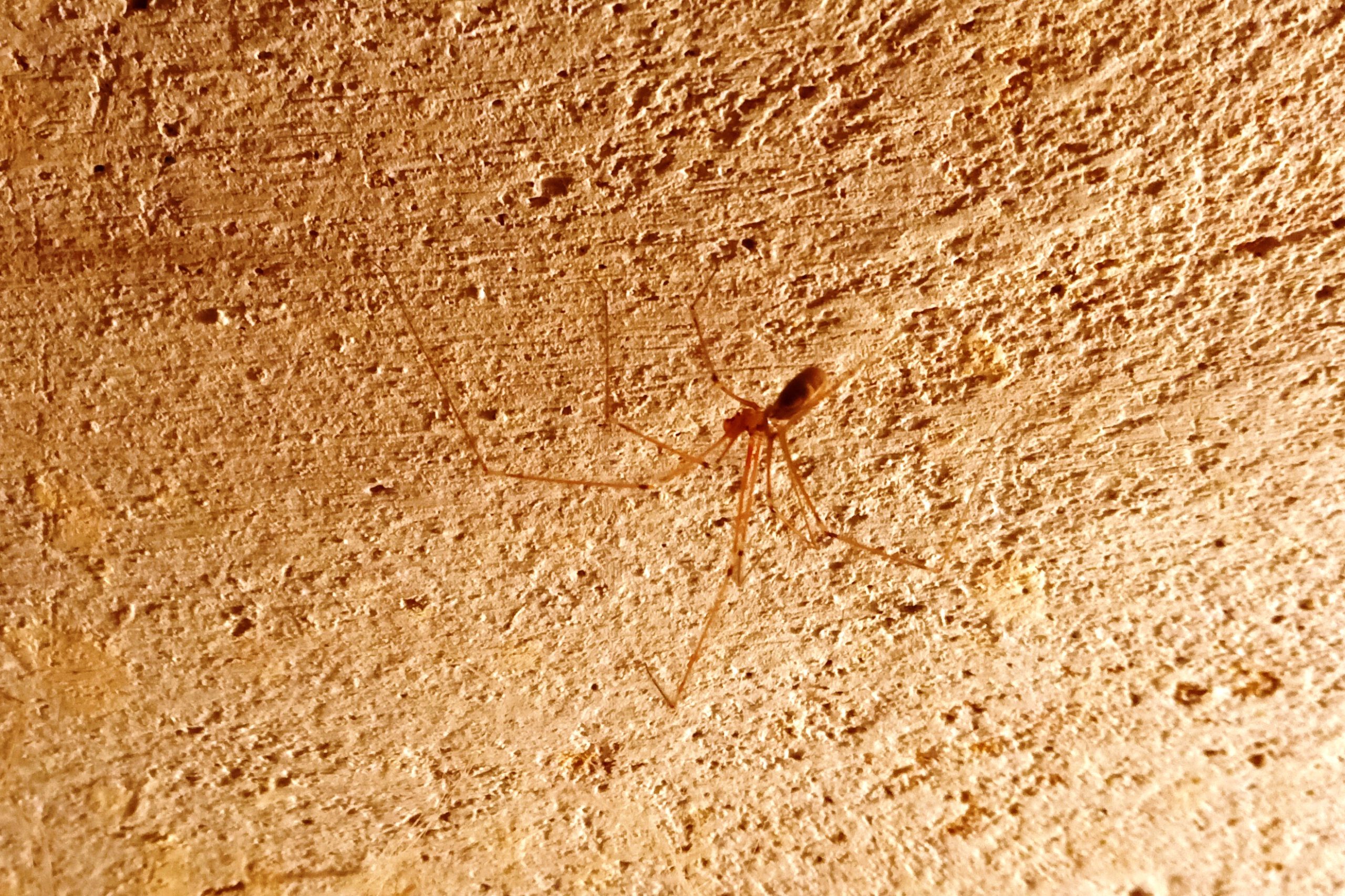 Am seidenen Faden – Faszination Spinnentiere